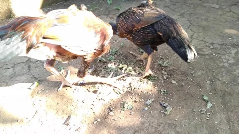 A pair of free-range chickens eating food off the ground in a rural farm ya.. Stock Footage 340488408