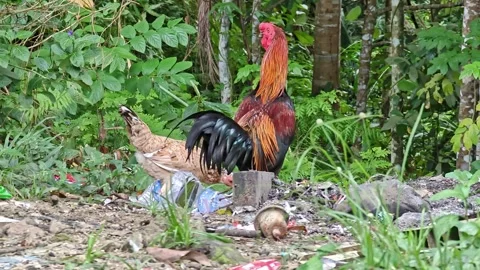 Pair of Free-Range Chickens Roaming in Natural Outdoor Environment Stock Footage 322871505