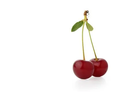 Pair of Fresh Red Cherries with Shared Stem and Green Leaves Stock Photos