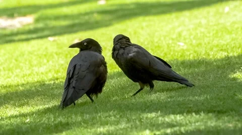 Pair of friendly ravens standing on grassy ground with one raven grooming the Stock Footage 65226692