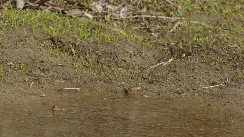 A Pair of Frogs Hunting Insects. Stock Footage 221002833