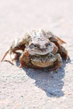 Pair of frogs Foto stock