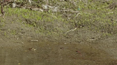 A Pair of Frogs Watching Dragonflies. Stock Footage 221002822