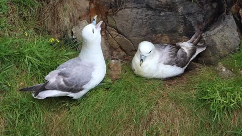 A pair of fulmars on their nest. Orkney Islands (Scotland). Stock Footage 324847783