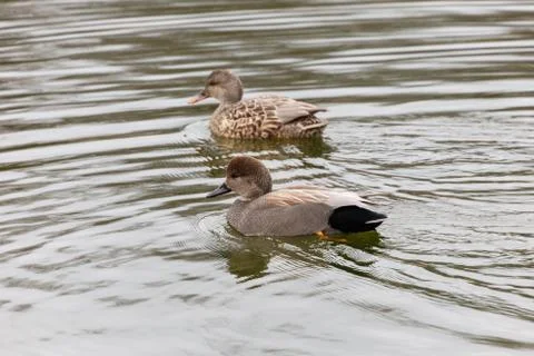 A pair of gadwall duck Stock Photos