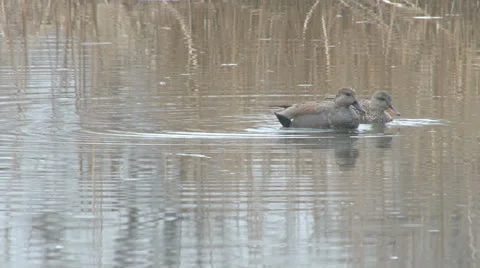 Pair of Gadwall ducks Stock Footage 22482028