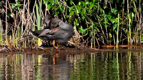 Pair of Gadwall in habitat. Stock Footage 138476759