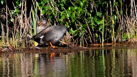 Pair of Gadwall in habitat. Stock-Footage 138477057