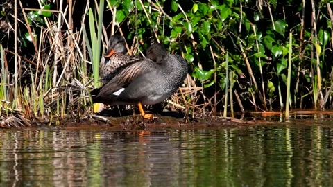 Pair of Gadwall in habitat. Stock Footage 138477090