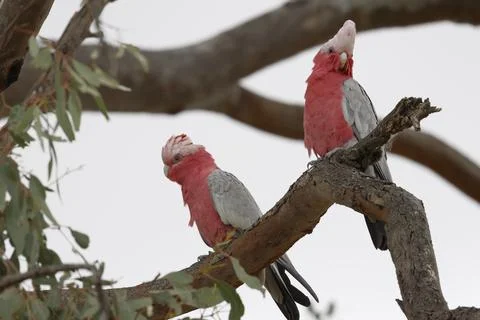 Pair of galah. Stock Photos