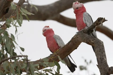 Pair of galah. Fotos Stock