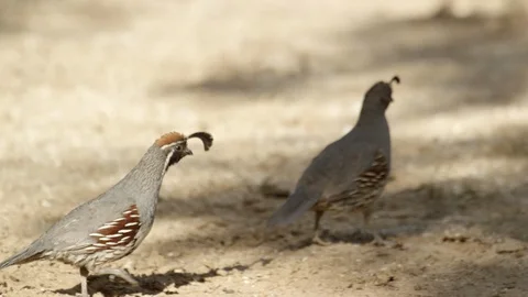 Pair of Gambel's quails run towards undergrowth  Stock-Footage 114877670