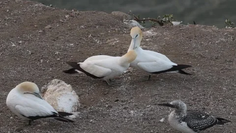 A pair of gannet birds. Video stock 301278572