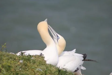A pair of gannets on a clifftop Stock Photos