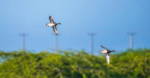 A pair of Garganey ducks soars gracefully through the clear blue sky above th Fotos Stock