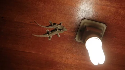 Pair of Gecko lizards sitting on the ceiling and hunts on small insects. Bali Stock Footage 74610109