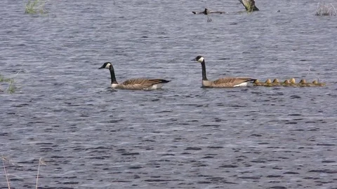 Pair of Geese with Babies Goslings Stock Footage 75694823