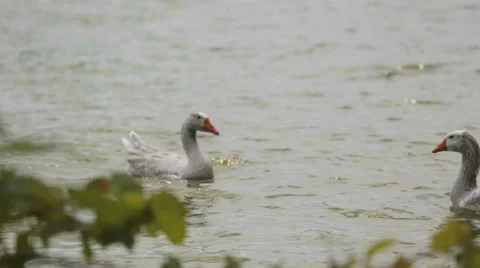 Pair of Geese Bathing through Leaves Stock Footage 41553142
