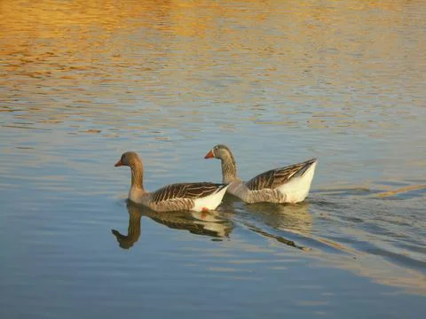 Pair of geese on a calm river in spring sunlight Stock Photos