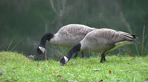 Pair of geese feeding 動画素材 44293020