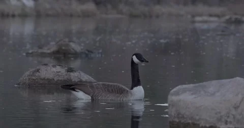 Pair of Geese Floating on Slow River, Close-Up Detailed Wildlife Shot, 7K Stockbeeldmateriaal 333263400