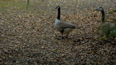 Pair of Geese marching in woods Stock Footage 114649594
