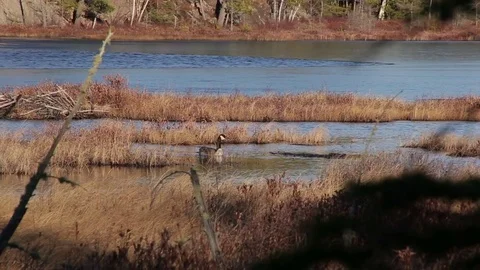 Pair of Geese in Marsh Vídeo Stock 79589400