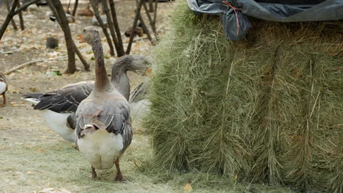 A pair of geese nibble on hay from a stack, portraying the charm of rural life Video stock 287240427