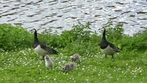 A pair of geese protect and guide their fluffy goslings on a grassy riverside Stock Footage 318923209