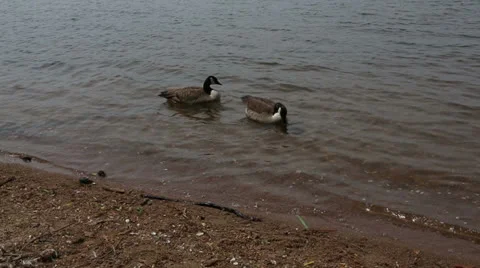 Pair of geese swimming Stock Footage 22935157