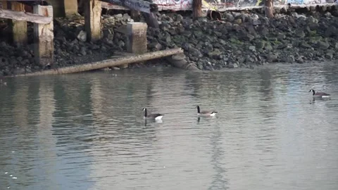 Pair of geese swimming side by side below graffitied river bank Stock Footage 233902709