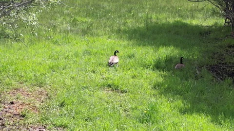 A pair of geese walking around on the grass Video stock 243057205