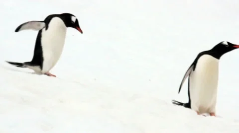 Pair gentoo penguins 스톡 동영상 59904536