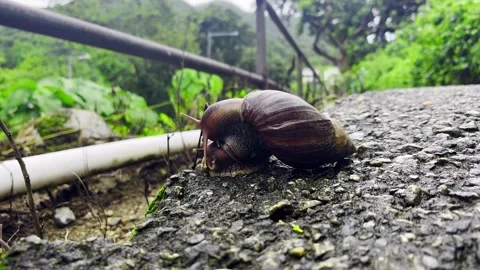 A pair of Giant African Land snails mating in the daytime after rain. Shallow Stock Footage 340406432