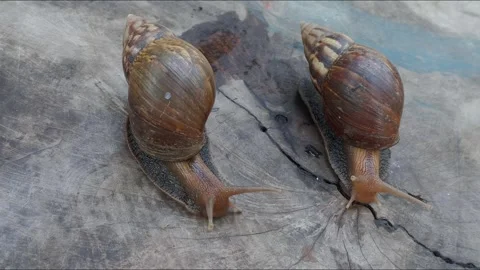 A pair of Giant African Snails are crawling on a wooden board in the garden. Stock Footage 343934816