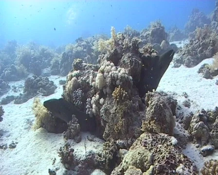 A pair of giant moray eels resting in a coral reef 090106 03 Stock Footage 574103