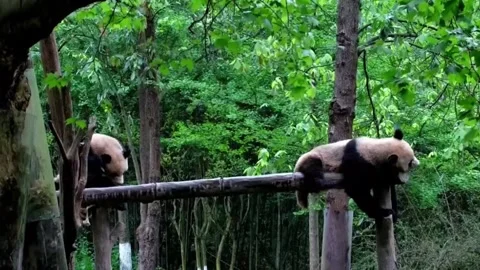 Pair of Giant Pandas Resting on Elevated Wooden Structure in Sichuan Forest, Stock-Footage 337801101