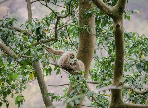 Pair of Gibbons Resting Together on a Tree Branch in the Forest Stock Photos
