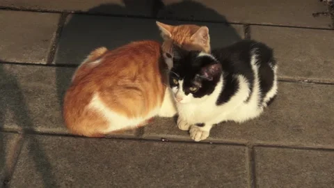 Pair of ginger and black-and-white cat sitting with their backs to each other on Stock Footage 222907287