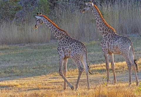 A Pair of Giraffe In Evening Light Stockfoto's