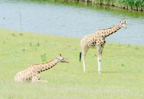 Pair of giraffe Stock Photos