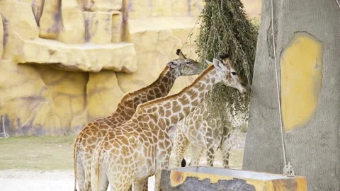 Pair of giraffes eat green branches at the zoo, animals in the safari park Stock Footage