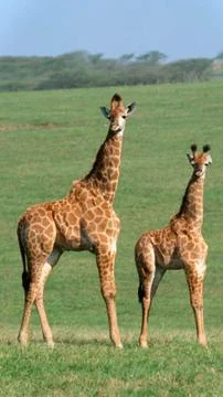 Pair of Giraffes in Open Plains Stock Photos