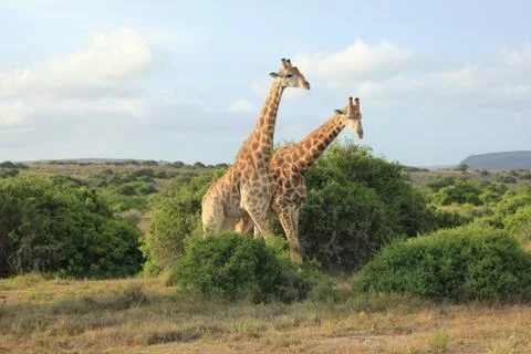 Pair of giraffes Stock Photos