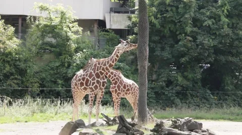 Pair of giraffes standing in the bright sunlight from the large tree at the zoo Stock Footage 41600219