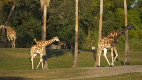Pair of Giraffes Walk Across Frame at Dusk, 4K Stock Footage 71113032