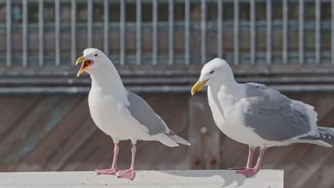 Pair of Glaucous-winged Gulls on the pier, Homer, Alaska 스톡 동영상 244132889