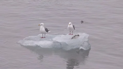 Pair of glaucous-winged gulls stand on an iceberg at glacier bay Stock-Footage 336153999