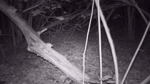 A pair of glowing animal eyes in the background on the right, forest. Stock-Footage 337225938