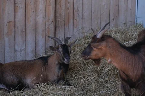 Pair of goats in a barn Foto stock